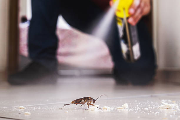 Best Termite Control Services  in Louisvle, IL